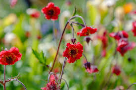Image result for Geum rivale