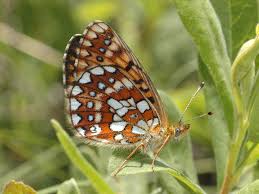 Attēlu rezultāti vaicājumam “Boloria eunomia underside”