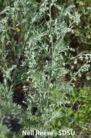Image result for Artemisia absinthium