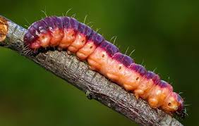 Attēlu rezultāti vaicājumam “Cossus cossus larva”