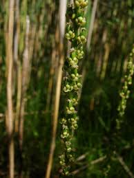 Attēlu rezultāti vaicājumam “Triglochin palustre flower”