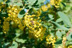 Attēlu rezultāti vaicājumam “Berberis vulgaris flower”