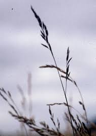 Attēlu rezultāti vaicājumam “Festuca rubra subsp. rubra leaf”
