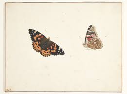 Attēlu rezultāti vaicājumam “Vanessa cardui upperside”