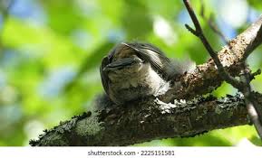 Attēlu rezultāti vaicājumam “Pinicola enucleator adult”