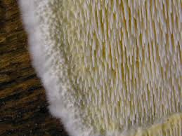 Attēlu rezultāti vaicājumam “Dentipellis fragilis”