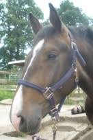 Image result for Palmers Riding Stables