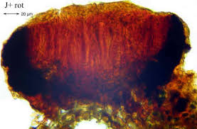 Attēlu rezultāti vaicājumam “Alyxoria varia”