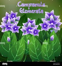 Attēlu rezultāti vaicājumam “Campanula glomerata leaf”