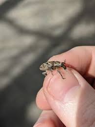 Attēlu rezultāti vaicājumam “Cleonis pigra”