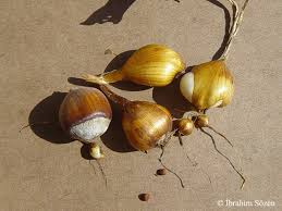 Attēlu rezultāti vaicājumam “Colchicum szovitsii subsp. szovitsii”