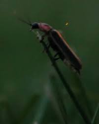 Attēlu rezultāti vaicājumam “Lampyridae”