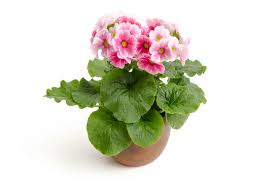 Image result for Primula obconica