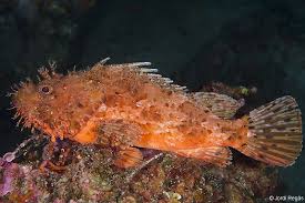 Image result for Scorpaena scrofa