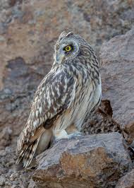 Attēlu rezultāti vaicājumam “Asio flammeus adult”