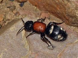 Attēlu rezultāti vaicājumam “Mutilla europaea”