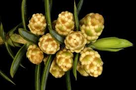 Attēlu rezultāti vaicājumam “Juniperus communis male flower”