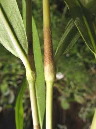 Attēlu rezultāti vaicājumam “Persicaria hydropiper leaf”