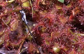 Attēlu rezultāti vaicājumam “Drosera anglica fruit”
