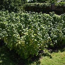 Attēlu rezultāti vaicājumam “Ribes nigrum”