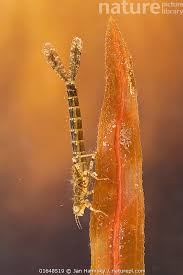 Attēlu rezultāti vaicājumam “Erythromma najas”