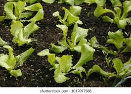 Image result for Kopfsalat