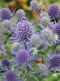 Image result for Eryngium `Blue Hobbit`