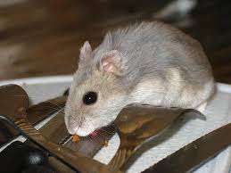 Image result for хомек