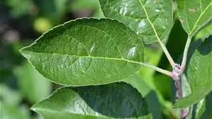 Attēlu rezultāti vaicājumam “Malus domestica”