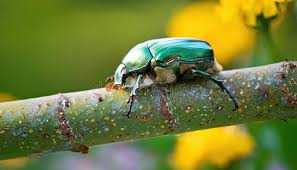 Attēlu rezultāti vaicājumam “Cetonia aurata”