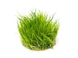 Attēlu rezultāti vaicājumam “Eleocharis acicularis”