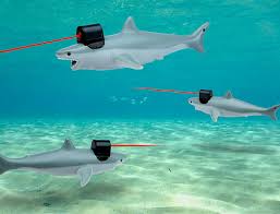 Image result for sharks lasers