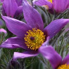 Attēlu rezultāti vaicājumam “Pulsatilla vulgaris flower”