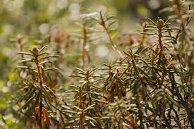 Attēlu rezultāti vaicājumam “Ledum palustre leaf”
