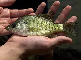 Image result for Pomoxis annularis