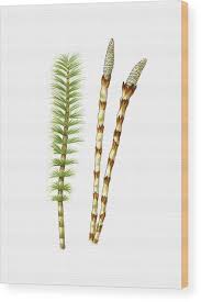 Attēlu rezultāti vaicājumam “Equisetum telmateia”