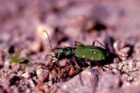 Attēlu rezultāti vaicājumam “Cicindela campestris imago”