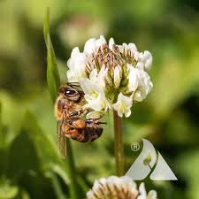 Attēlu rezultāti vaicājumam “Trifolium repens fruit”