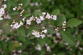 Attēlu rezultāti vaicājumam “Cotoneaster multiflorus leaf”