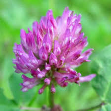 Attēlu rezultāti vaicājumam “Trifolium pratense flower”