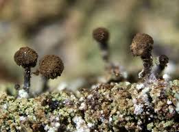 Attēlu rezultāti vaicājumam “Chaenotheca chlorella”