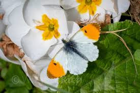 Attēlu rezultāti vaicājumam “Anthocharis cardamines male”