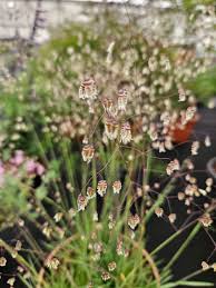 Attēlu rezultāti vaicājumam “Briza media”