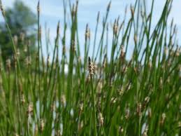 Attēlu rezultāti vaicājumam “Eleocharis palustris flower”