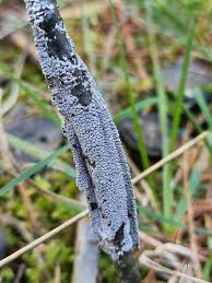 Attēlu rezultāti vaicājumam “Physarum murinum spores”