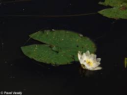 Attēlu rezultāti vaicājumam “Nymphaea candida leaf”