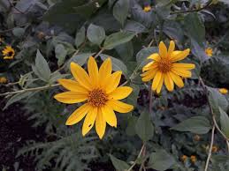 Attēlu rezultāti vaicājumam “Helianthus tuberosus flower”