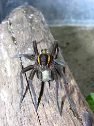 Attēlu rezultāti vaicājumam “Dolomedes fimbriatus”