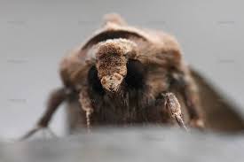 Attēlu rezultāti vaicājumam “Eurygaster testudinaria imago”