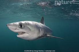 Image result for Lamna nasus